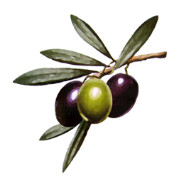                                   Table Olives_image